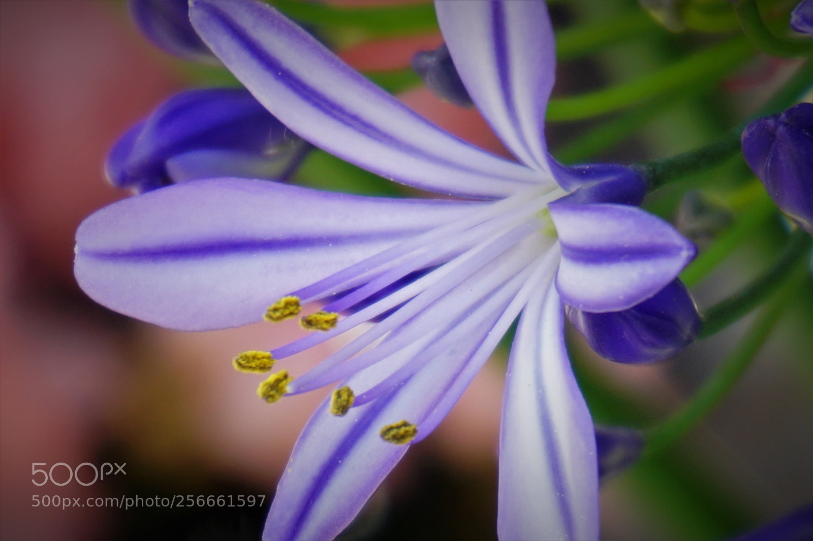 Sony a6000 sample photo. Dsc photography