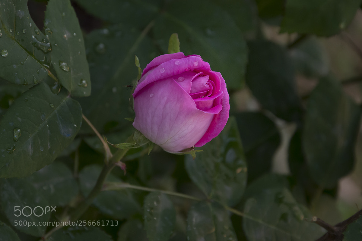 Nikon D7200 sample photo. Pink photography
