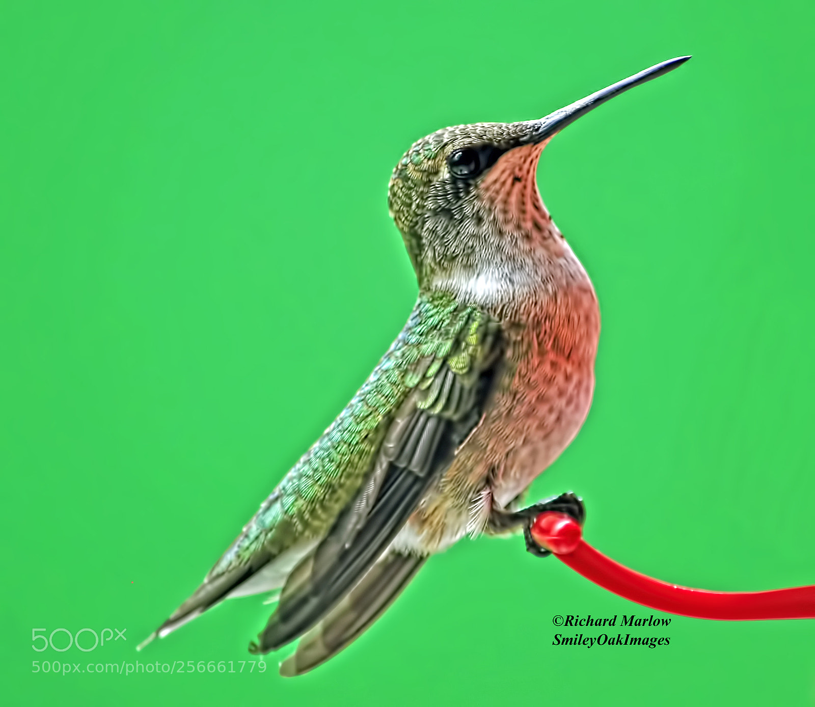 Nikon D5000 sample photo. Hummingbird photography