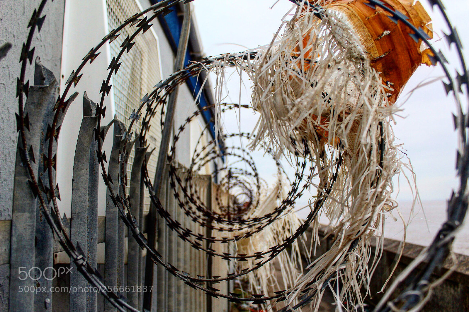 Canon EOS 1300D (EOS Rebel T6 / EOS Kiss X80) sample photo. Barbed wire. photography