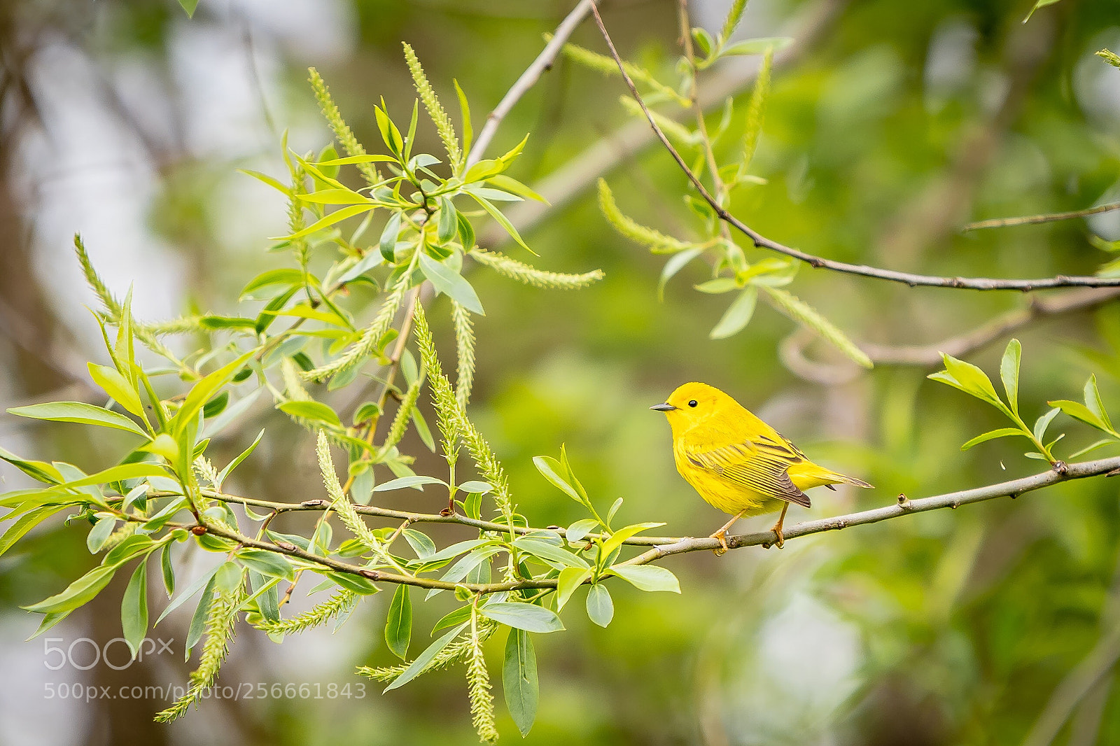 Nikon D500 sample photo. Yellow warbler photography