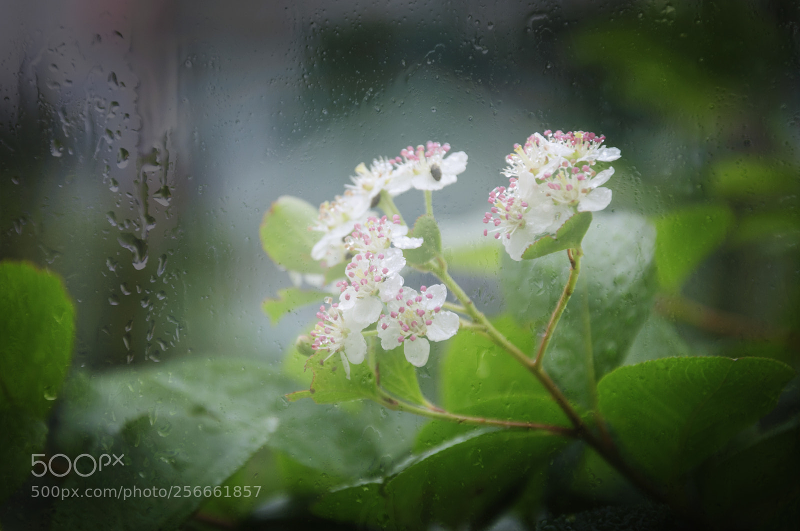 Nikon D90 sample photo. Aronia photography
