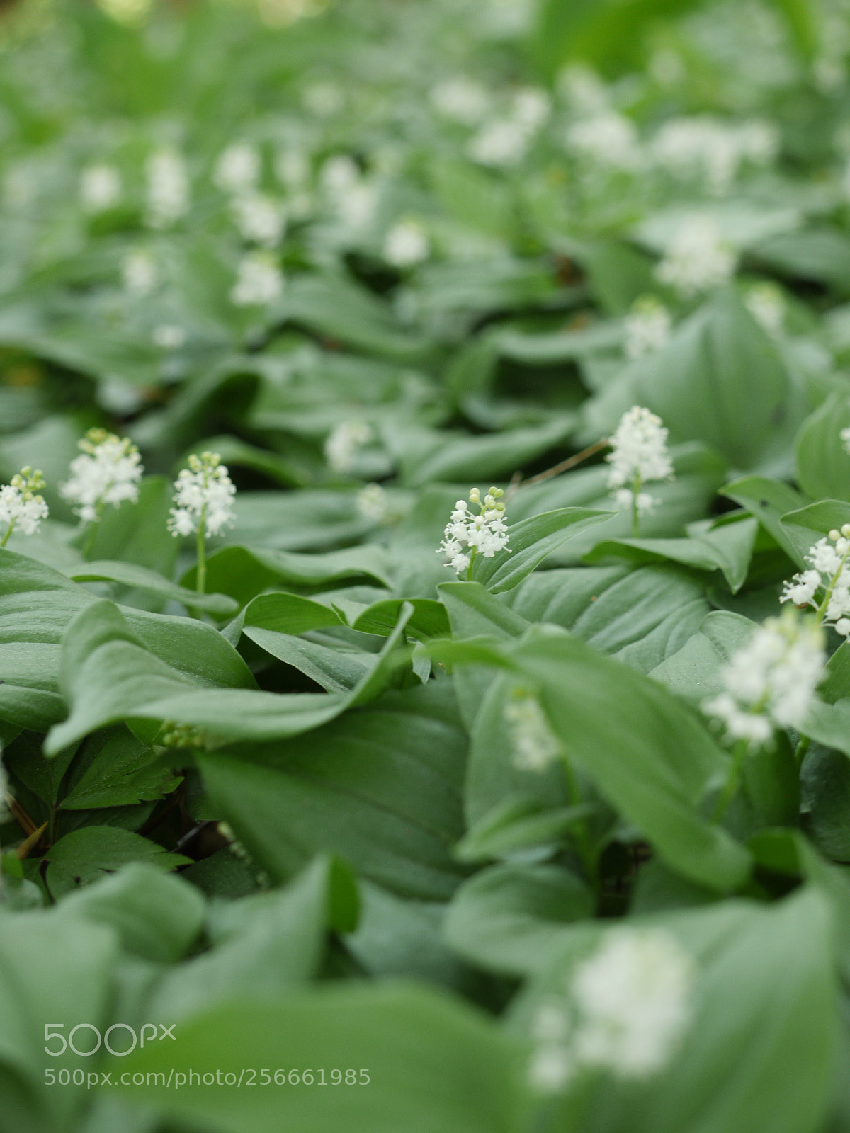 Panasonic Lumix DMC-G1 sample photo. Forest flowers photography