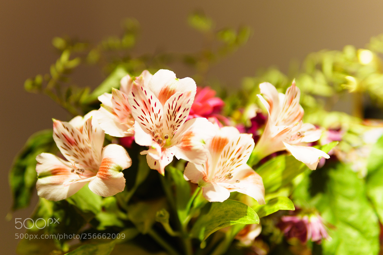 Sony a6300 sample photo. Flower indoor photography