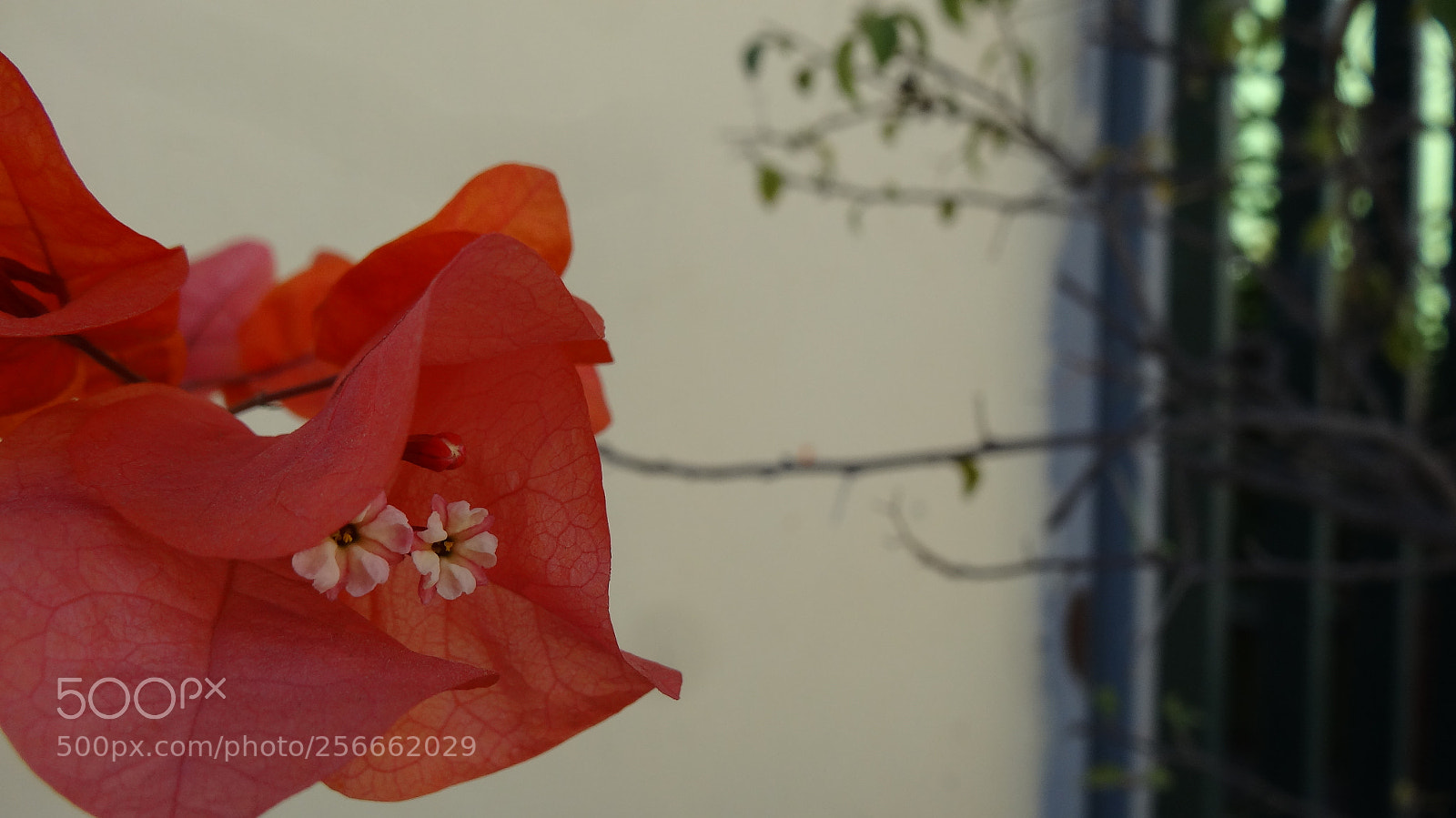 Sony Cyber-shot DSC-HX20V sample photo. Spring photography