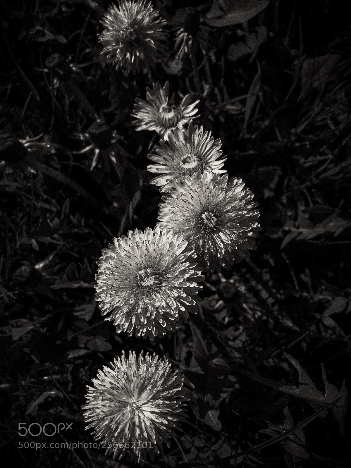 Apple iPhone 7 Plus sample photo. Iphoneography. bw photography