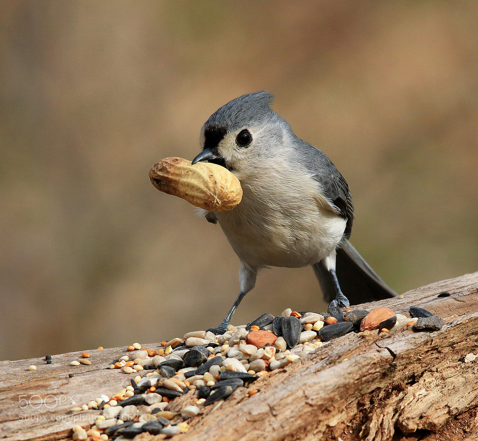 Canon EOS 750D (EOS Rebel T6i / EOS Kiss X8i) sample photo. Titmouse vs peanut photography