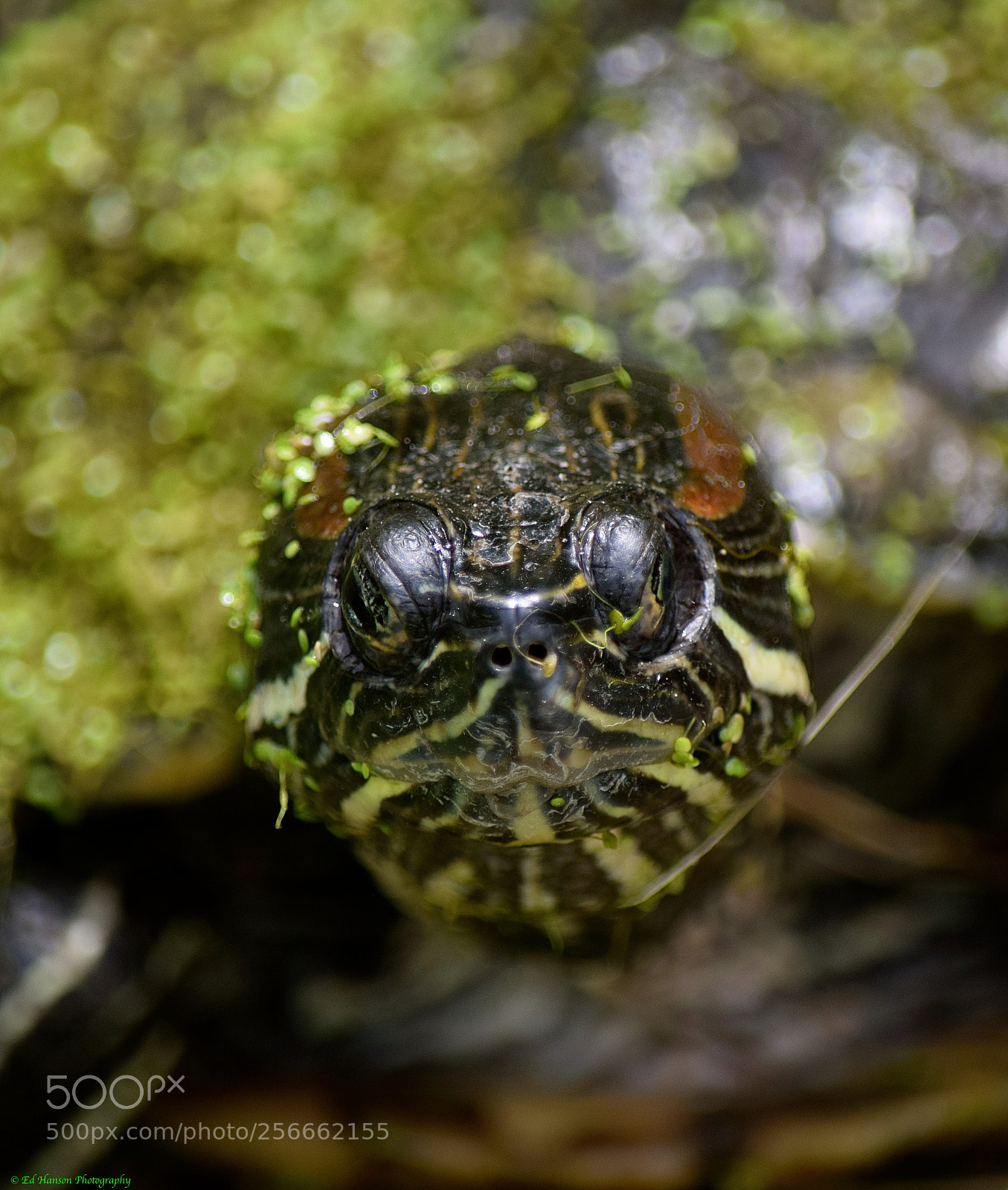 Nikon D3300 sample photo. Turtle close up photography