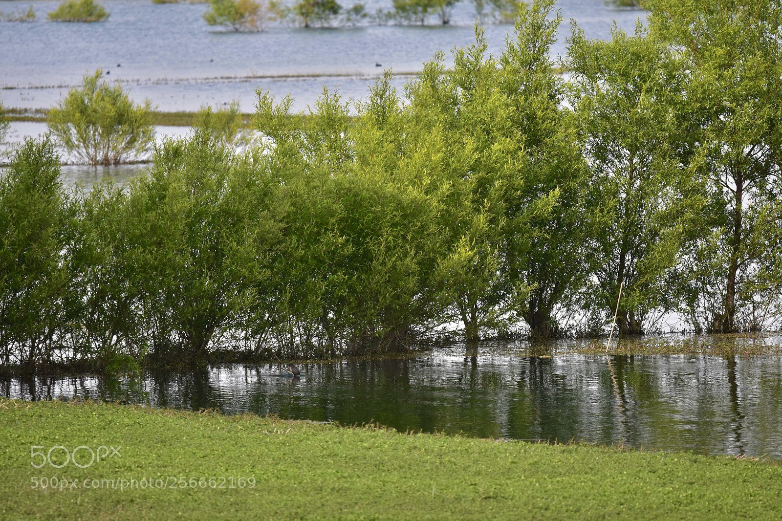 Nikon D7200 sample photo. Lake photography