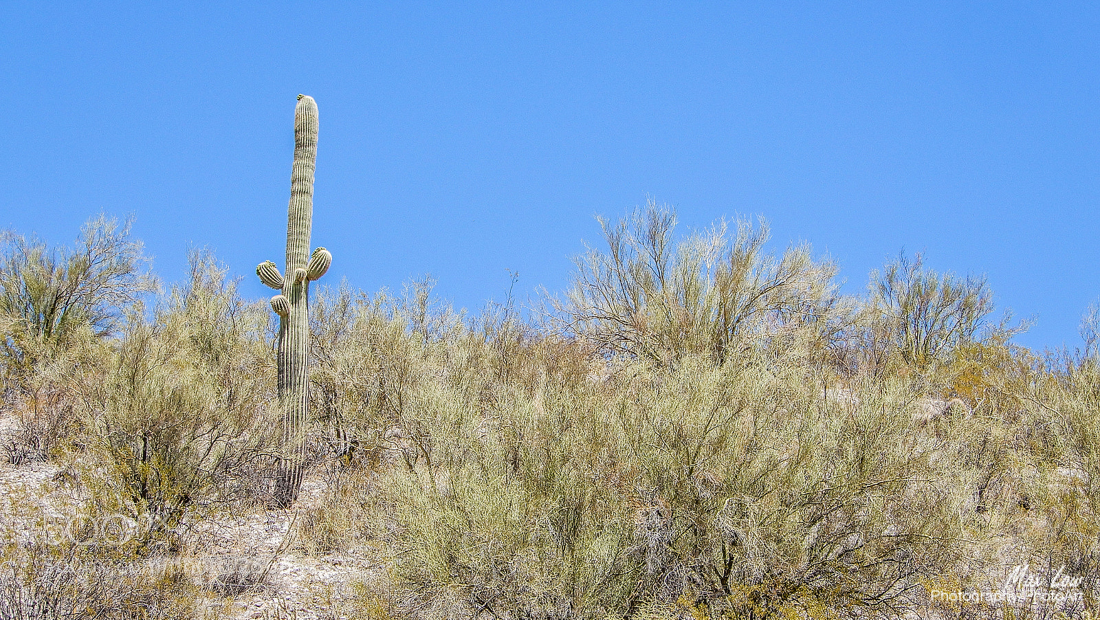 Nikon Coolpix A900 sample photo. Wickenburg, arizona photography