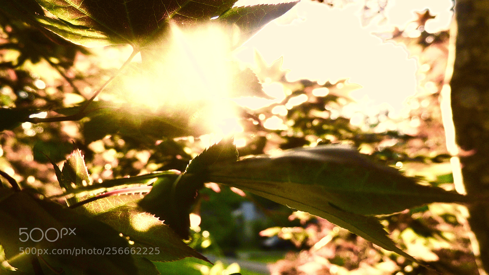 Nikon Coolpix P510 sample photo. Sunbeams through a tree photography