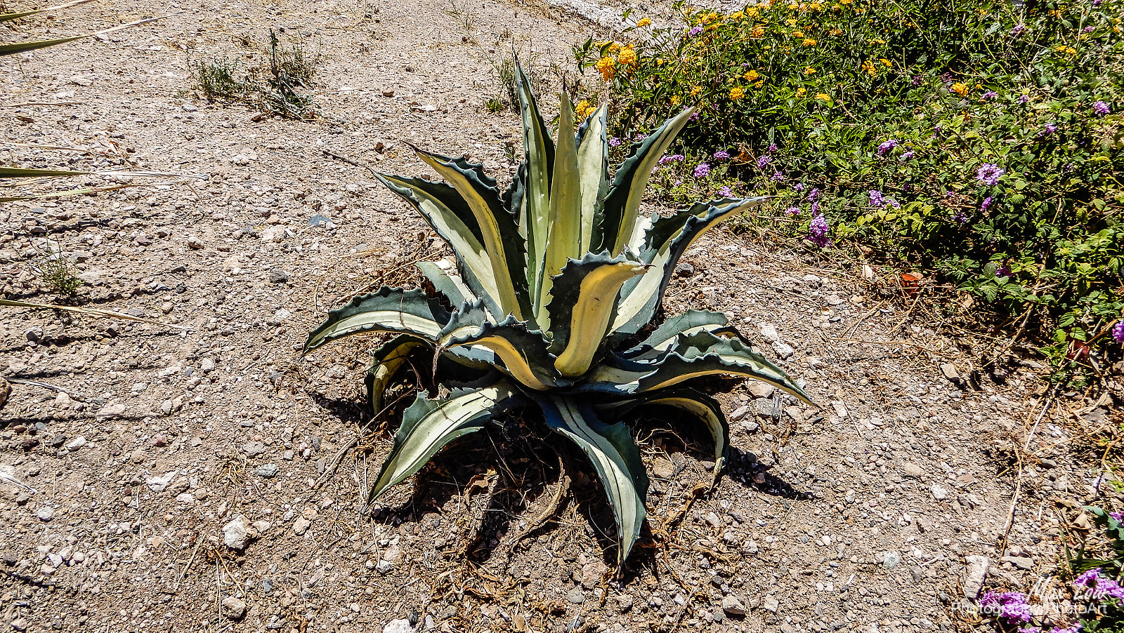 Nikon Coolpix A900 sample photo. Wickenburg, arizona photography