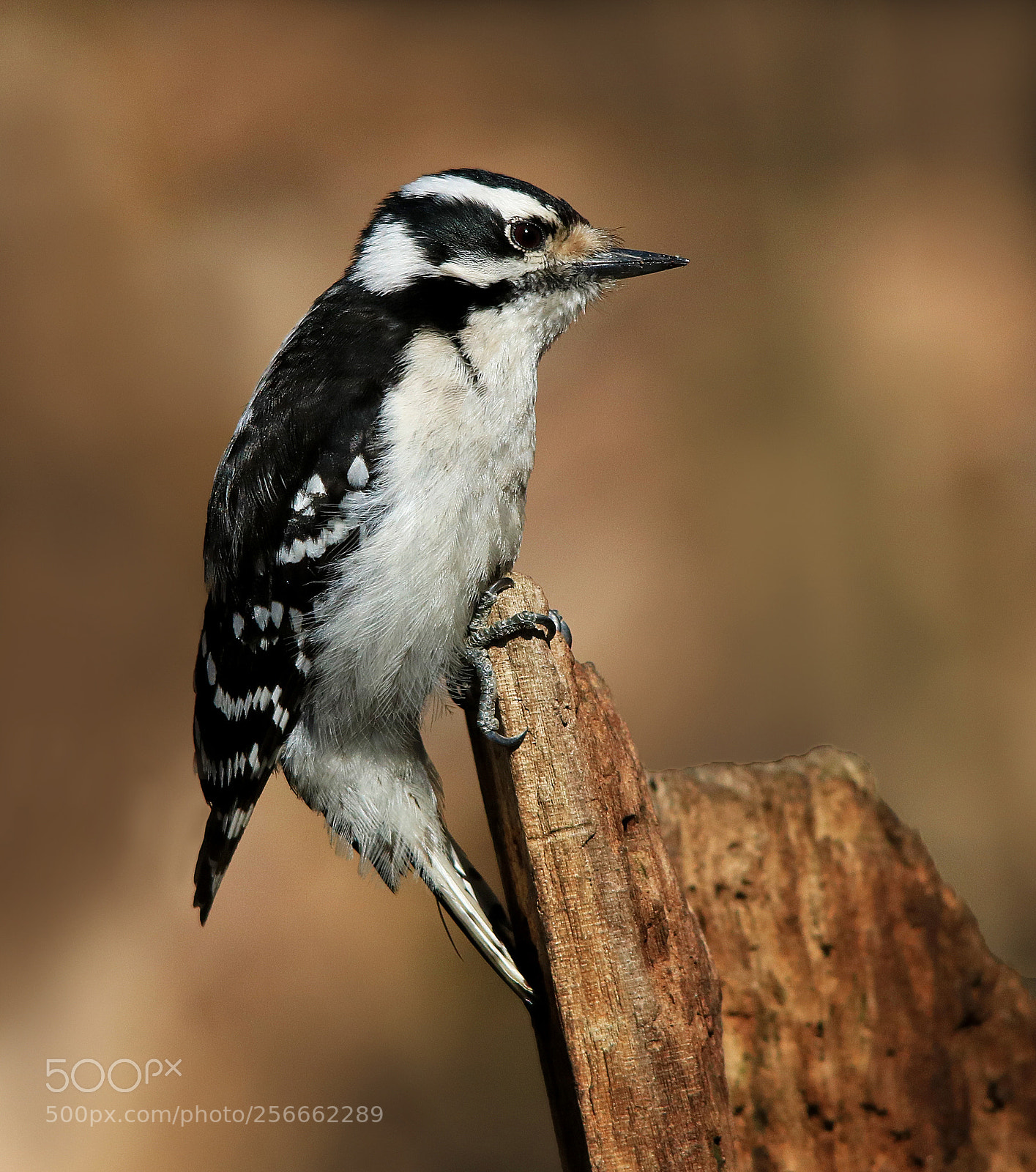 Canon EOS 750D (EOS Rebel T6i / EOS Kiss X8i) sample photo. Downy woodpecker photography