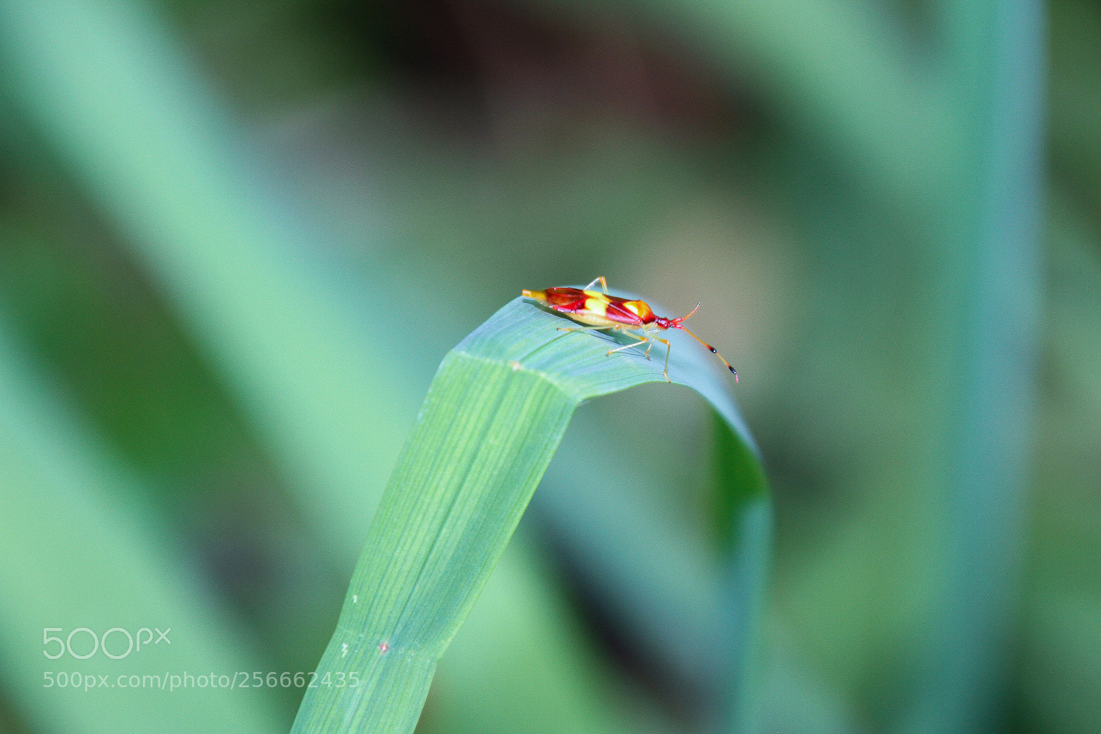Canon EOS 7D sample photo. Miniature beauty photography