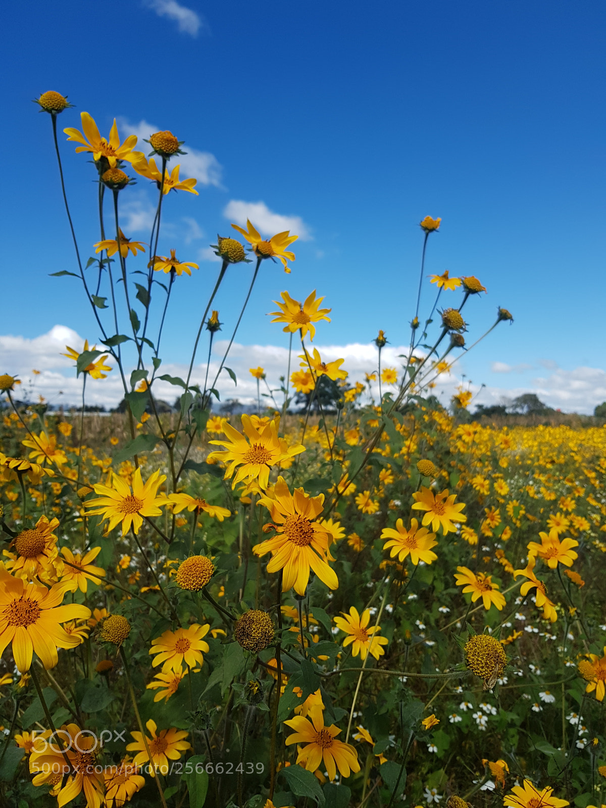 Samsung Galaxy S8 sample photo. Cielo en la tierra photography