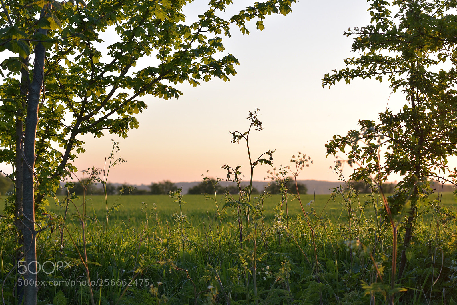 Nikon D5600 sample photo. Hedgerow sunset photography
