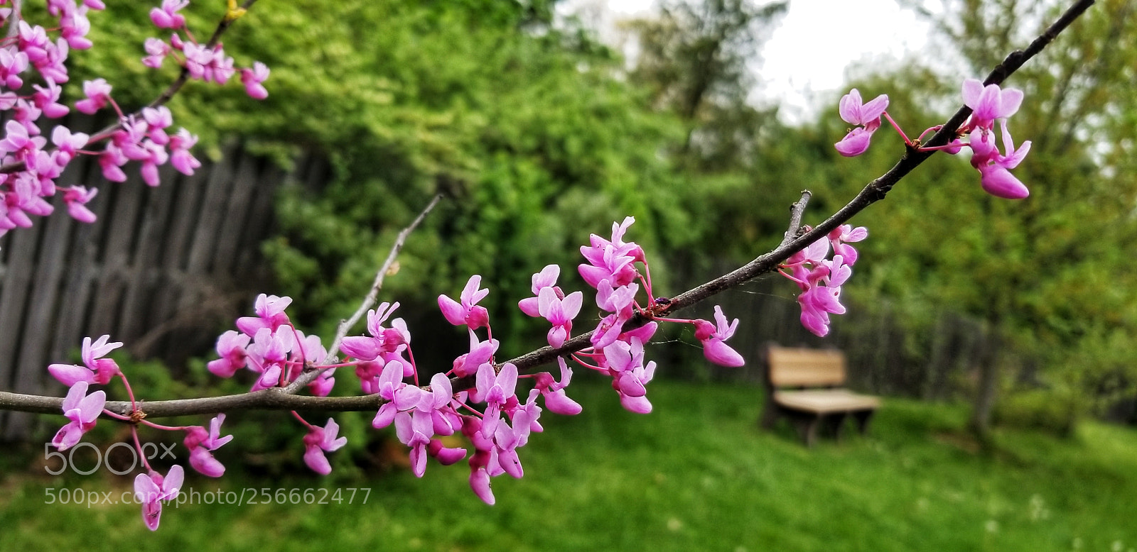 Samsung Galaxy S8+ sample photo. Spring bloom photography