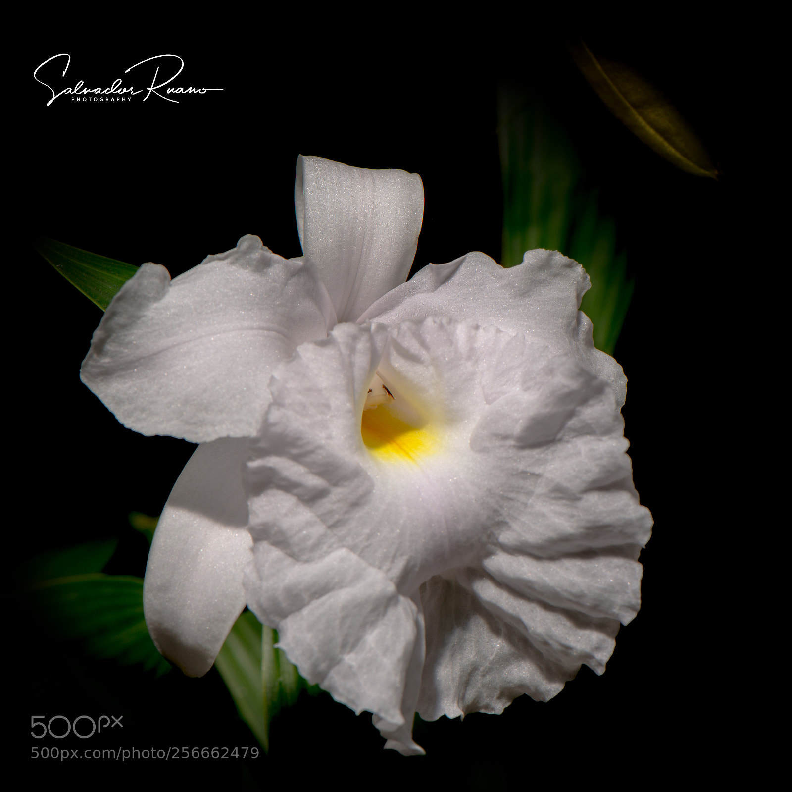 Nikon D800E sample photo. My new orchid sobralia photography