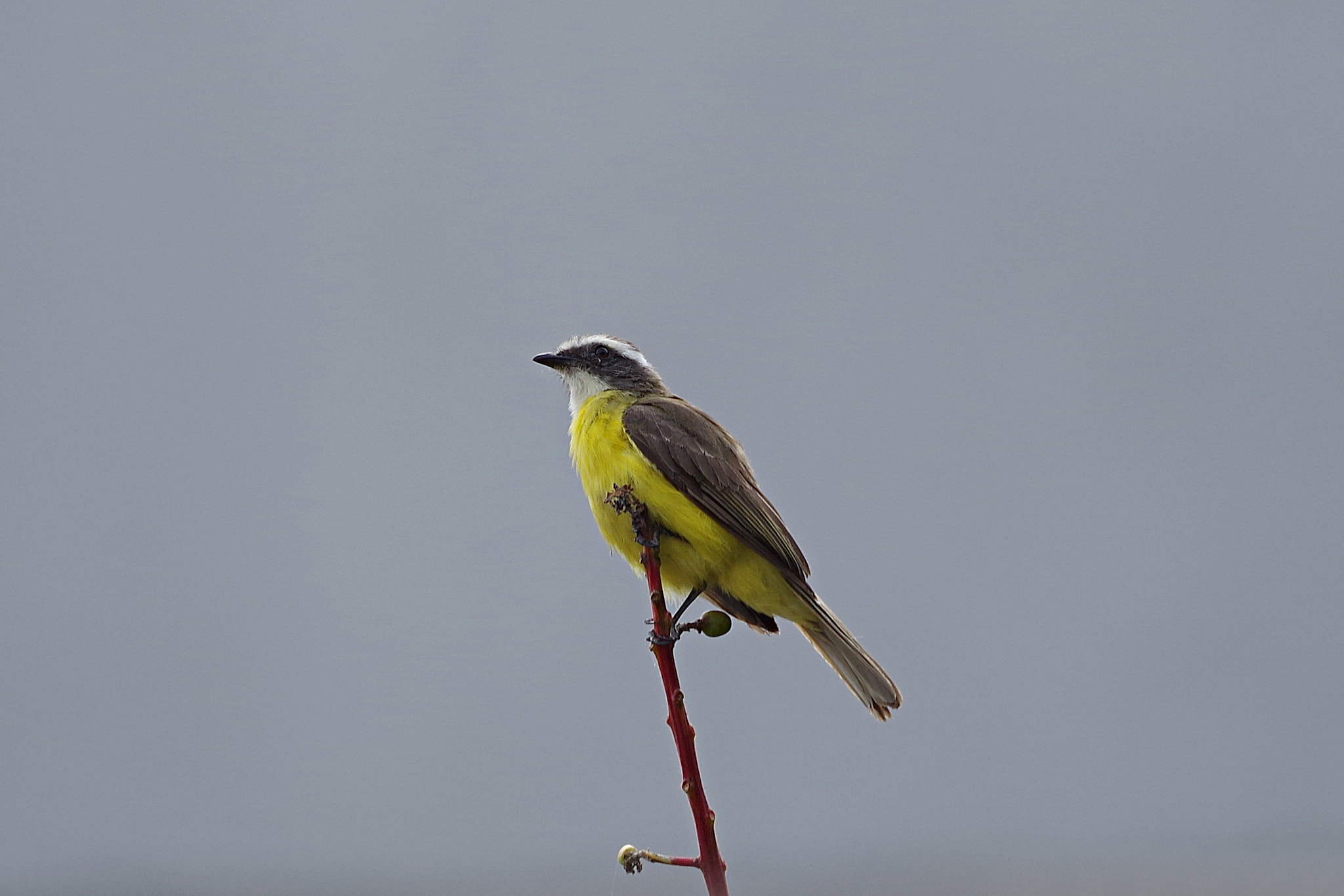 Pentax K-S2 + Pentax smc DA* 300mm F4.0 ED (IF) SDM sample photo. Social flycatcher photography