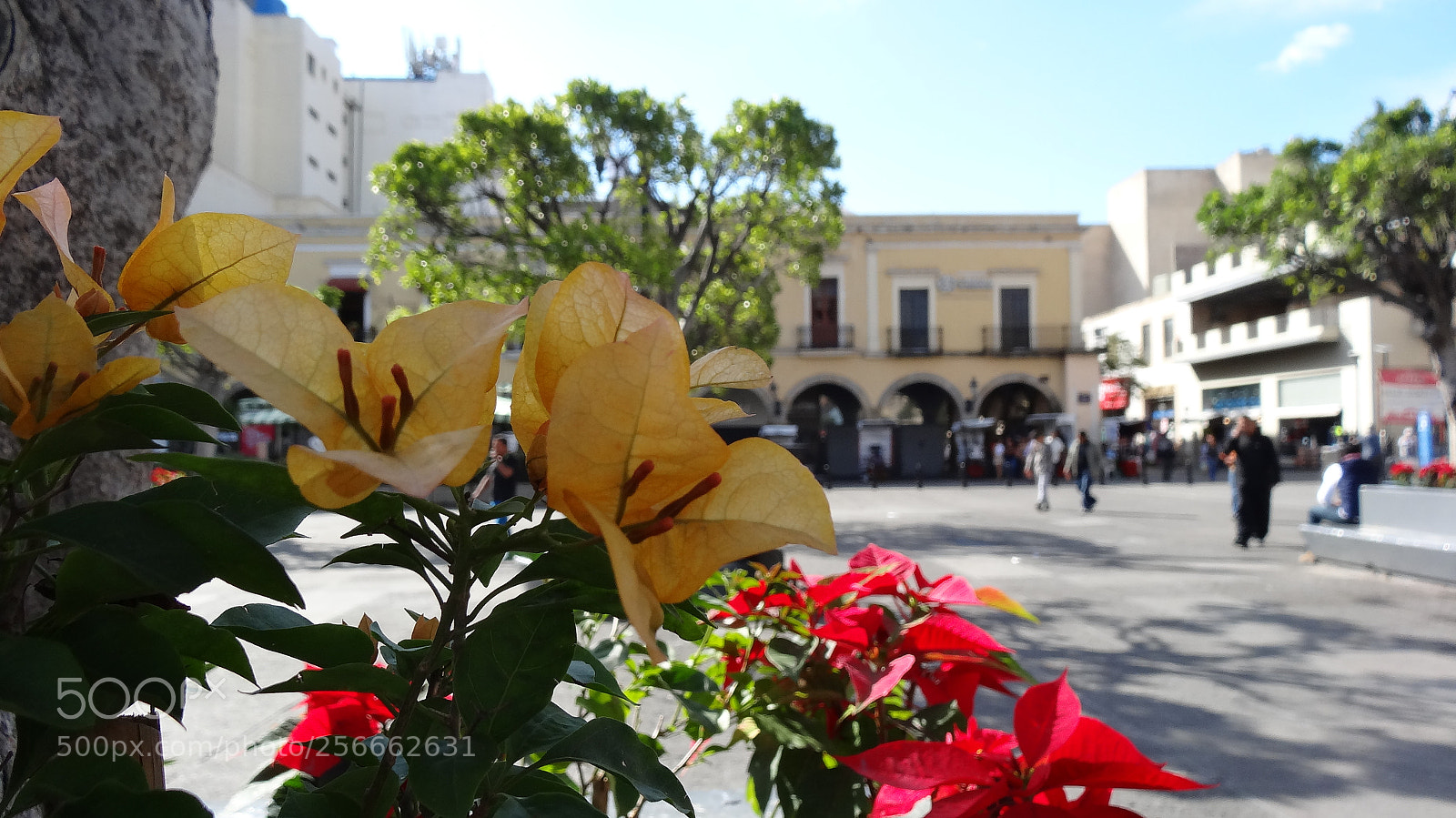 Sony Cyber-shot DSC-HX20V sample photo. Flowers in the city photography