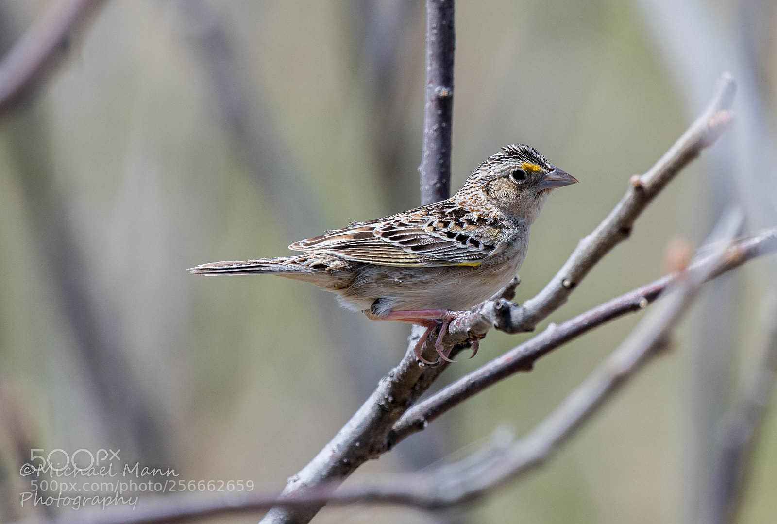 Nikon D850 sample photo. Grasshopper sparrow photography