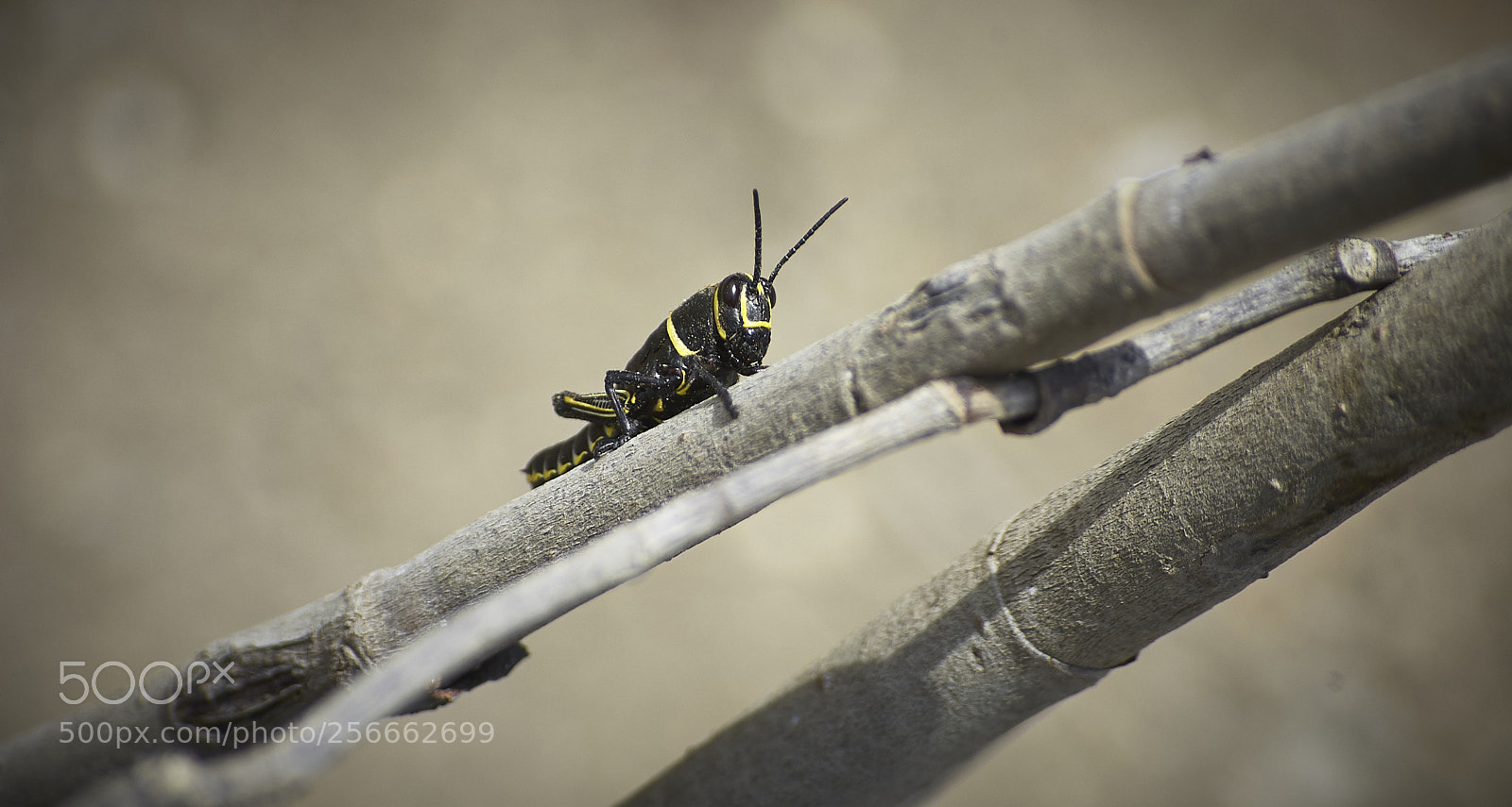 Nikon D40 sample photo. Grasshopper photography