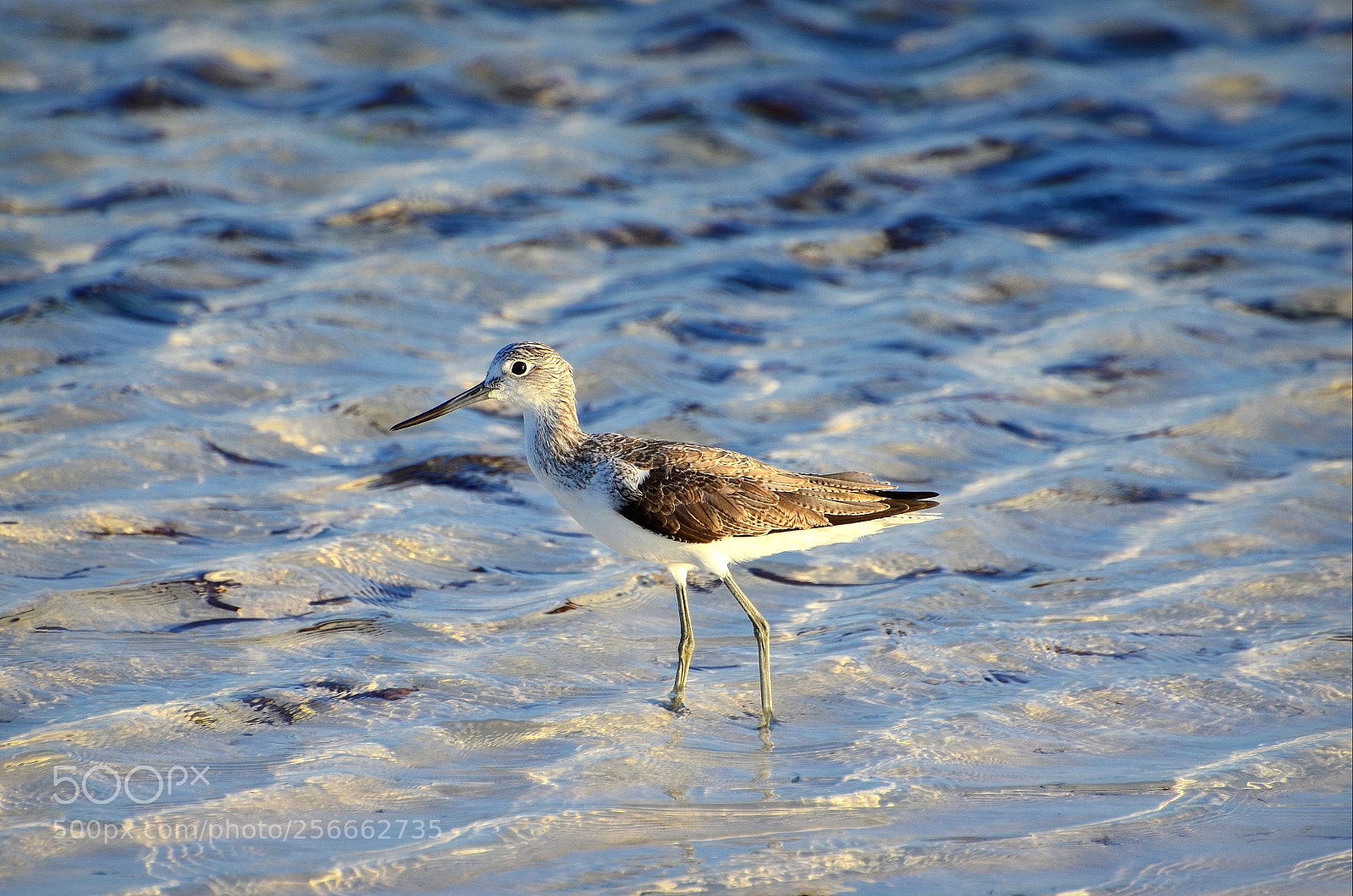 Nikon D5100 sample photo. Common greenshank photography
