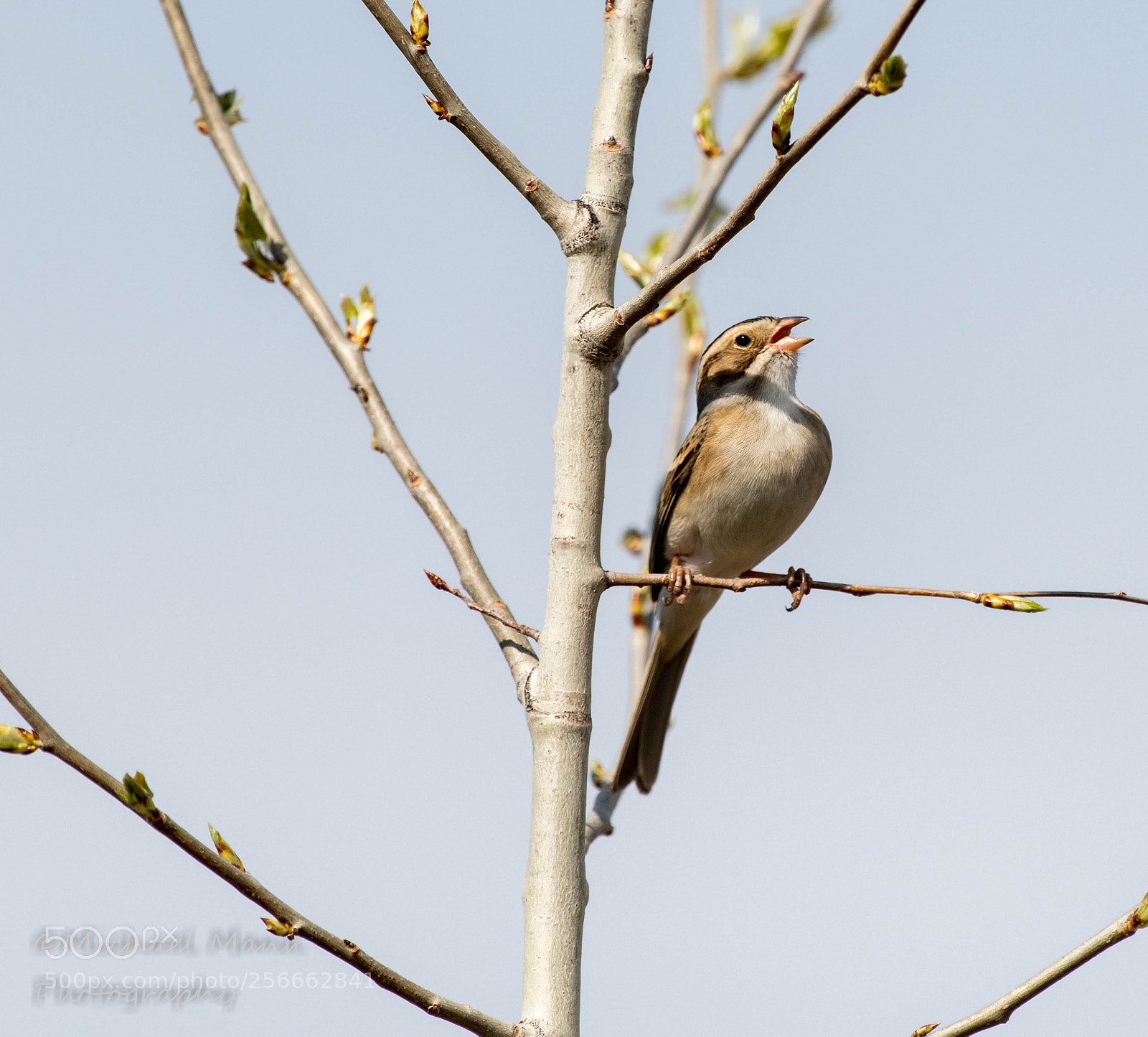 Nikon D850 sample photo. Clay-colored sparrow photography