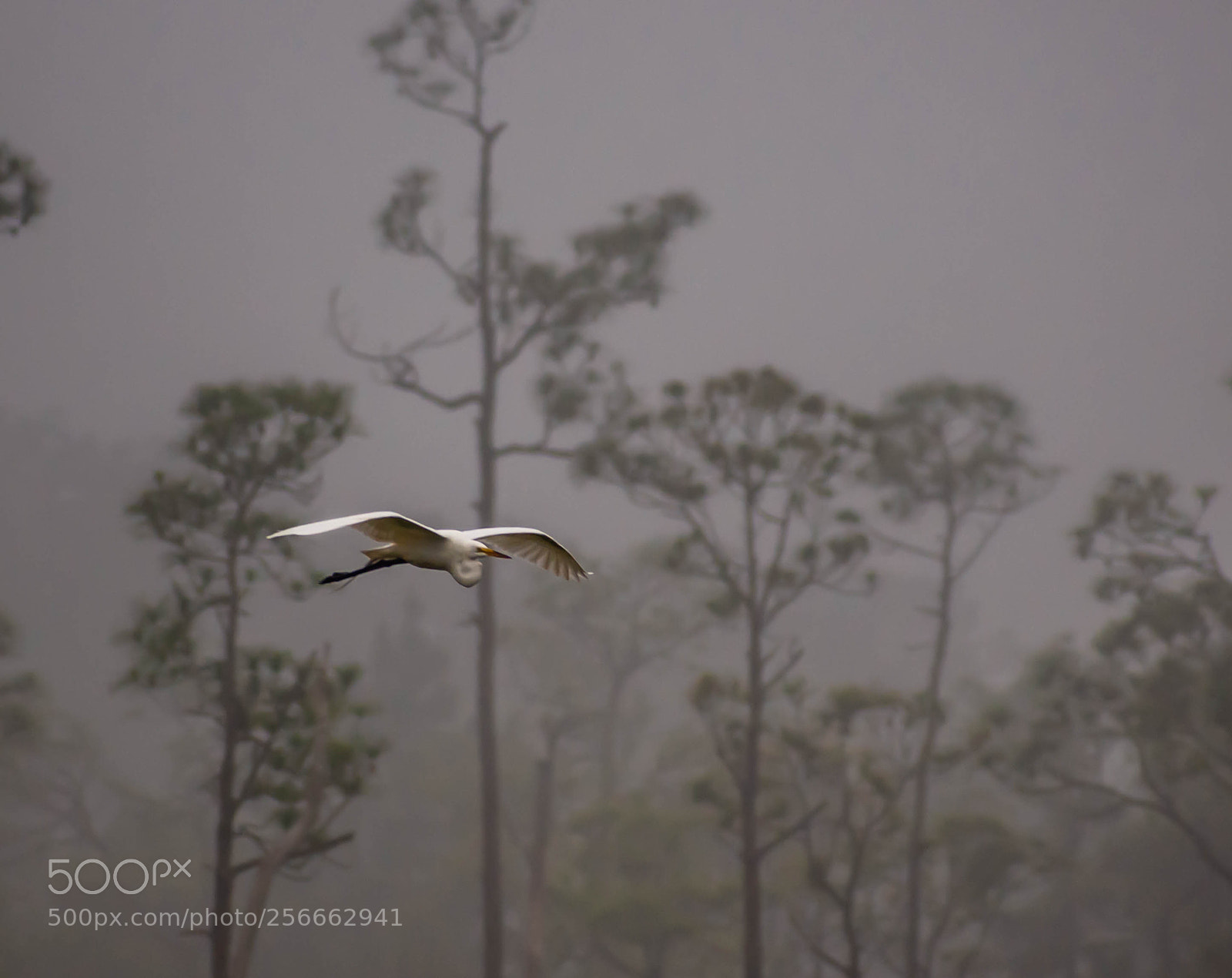Nikon D7200 sample photo. White egret photography