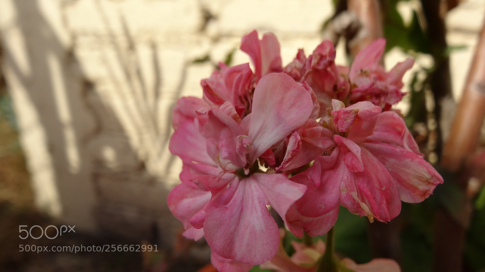 Sony Cyber-shot DSC-HX20V sample photo. Color sutil photography