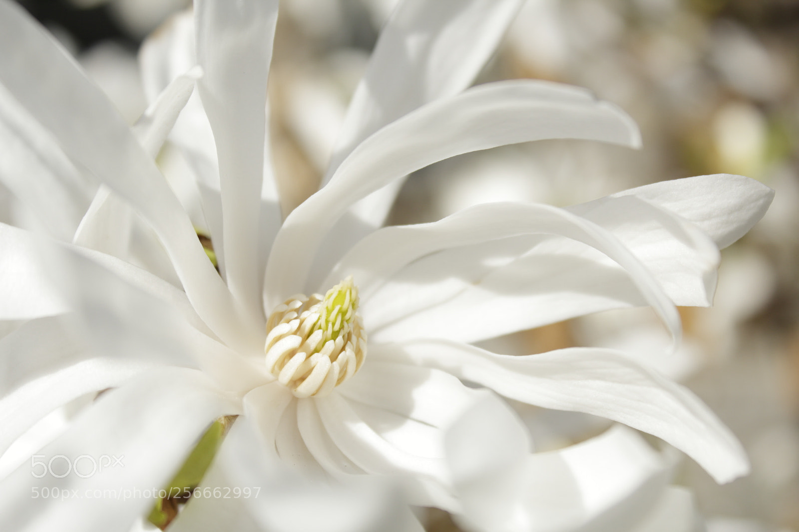 Canon EOS 600D (Rebel EOS T3i / EOS Kiss X5) sample photo. Magnolia photography