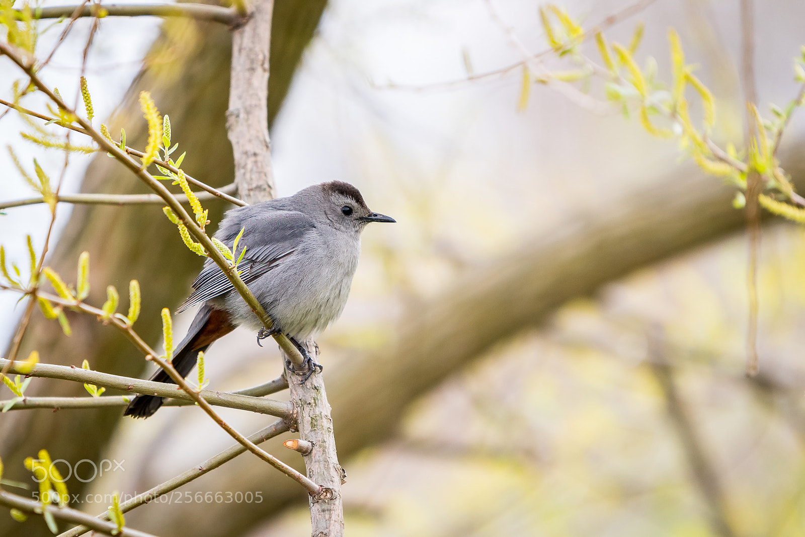 Nikon D500 sample photo. Gray catbird  photography