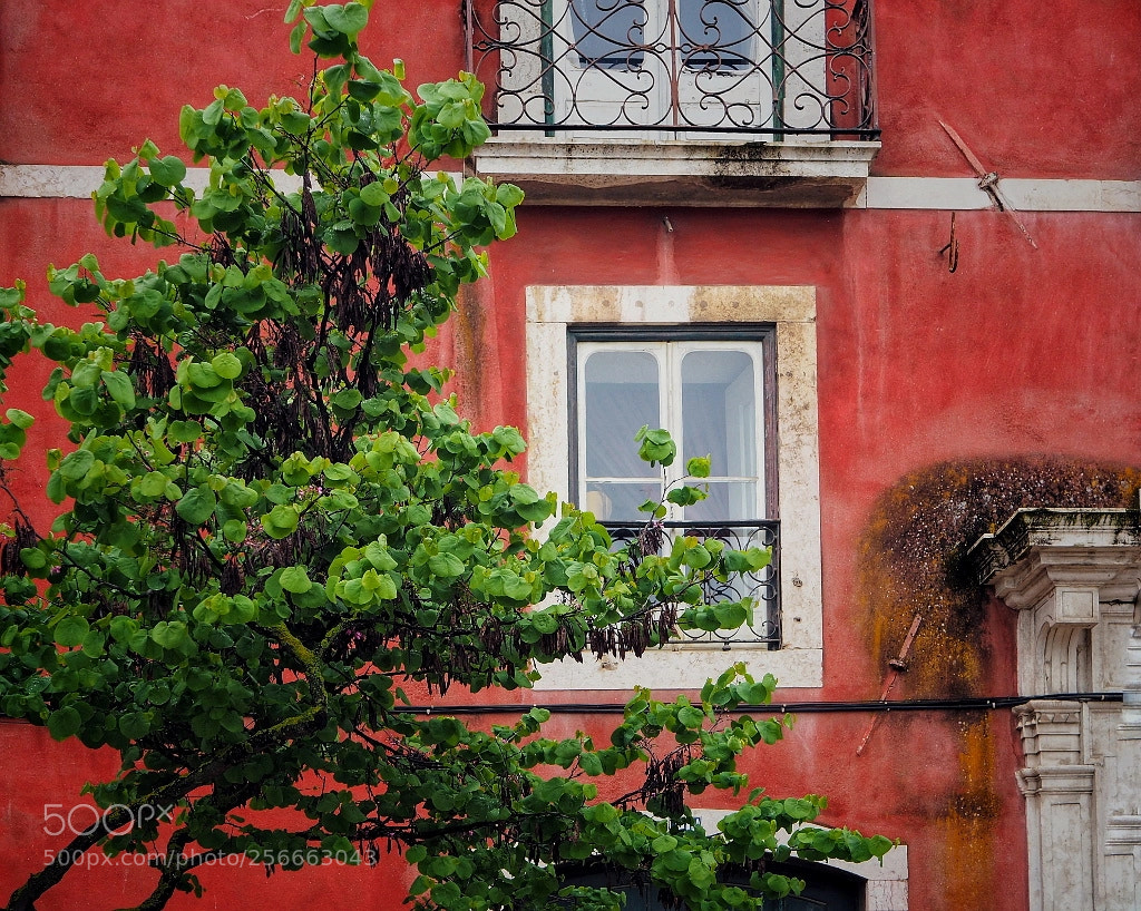 Olympus OM-D E-M5 II sample photo. Window photography