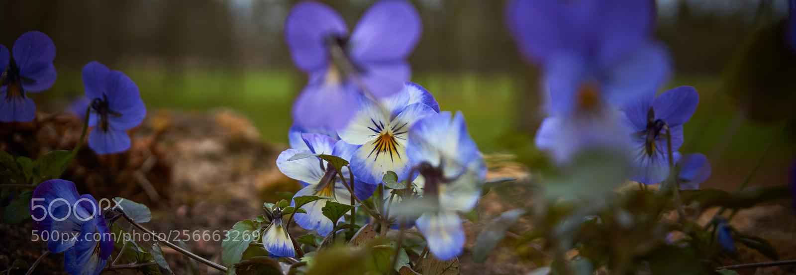 Sony SLT-A77 sample photo. Flower photography