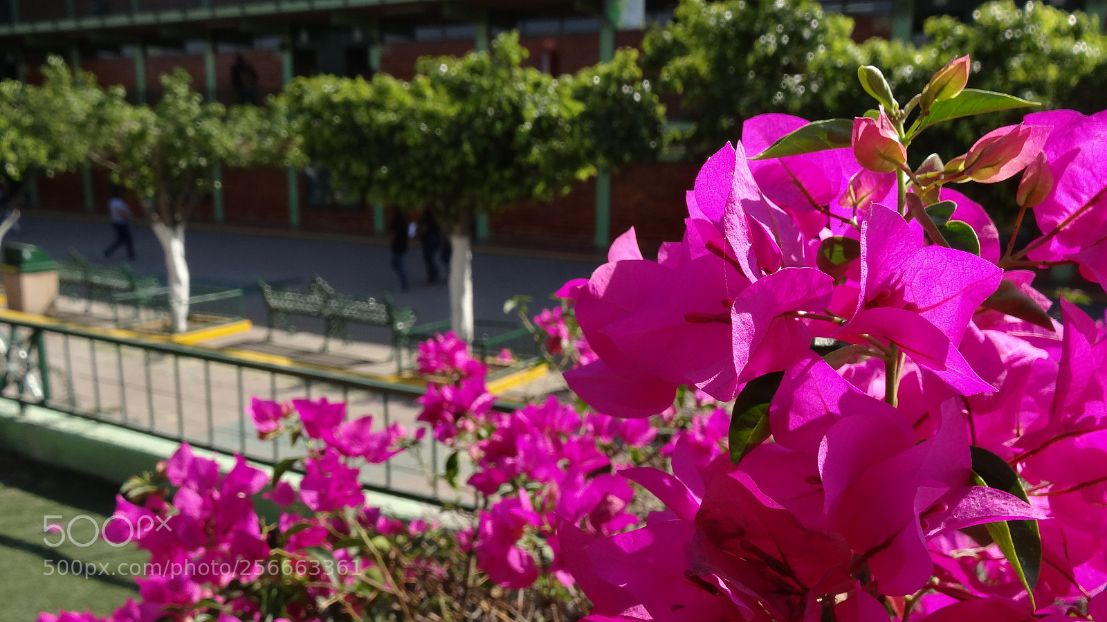 Sony Cyber-shot DSC-HX20V sample photo. Los colores de la photography