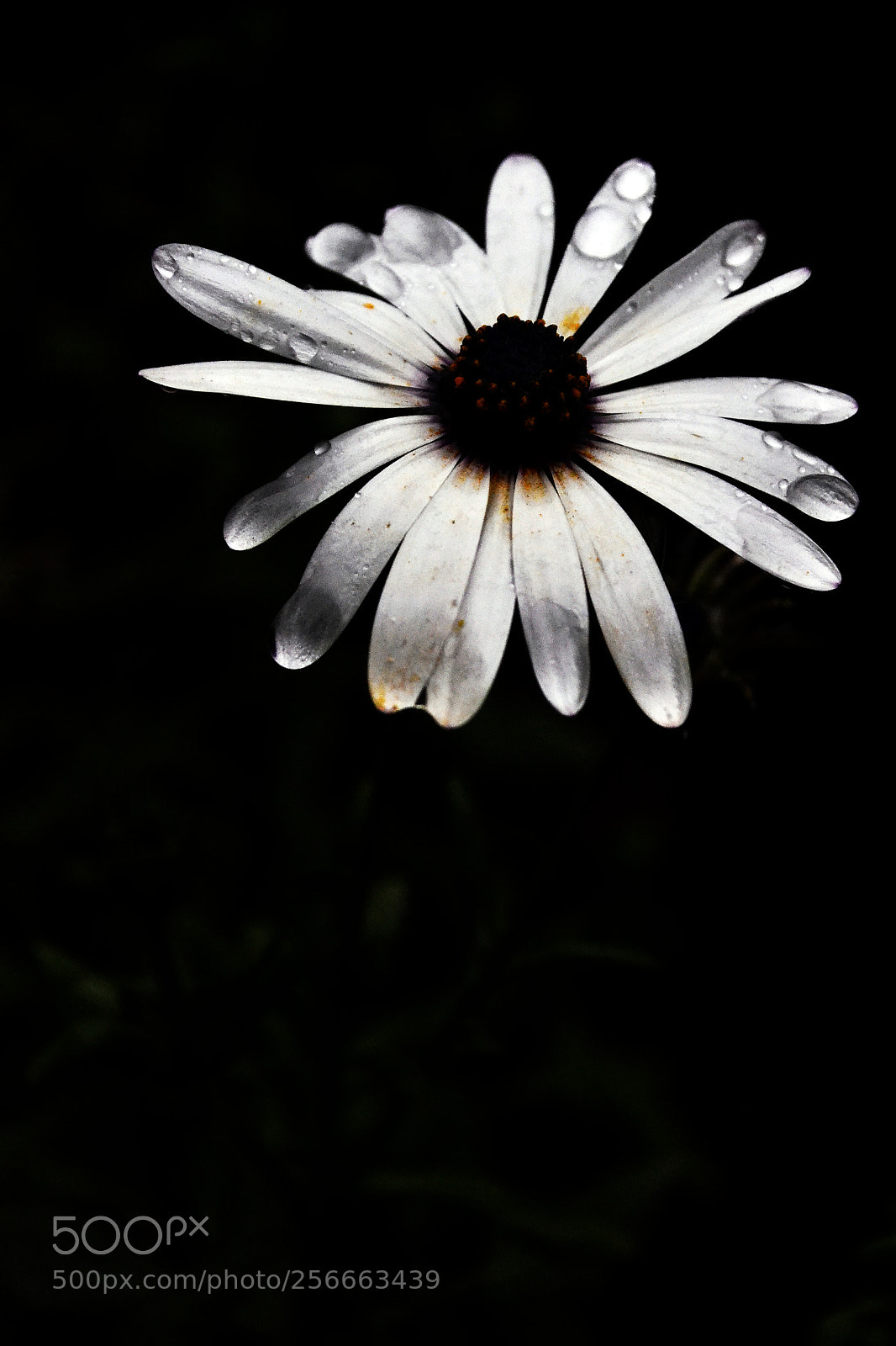 Nikon D3100 sample photo. Lluviecita photography