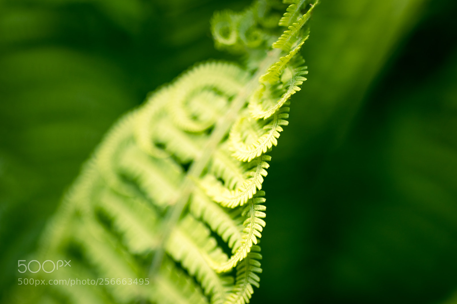 Canon EOS 77D (EOS 9000D / EOS 770D) sample photo. Ferns photography