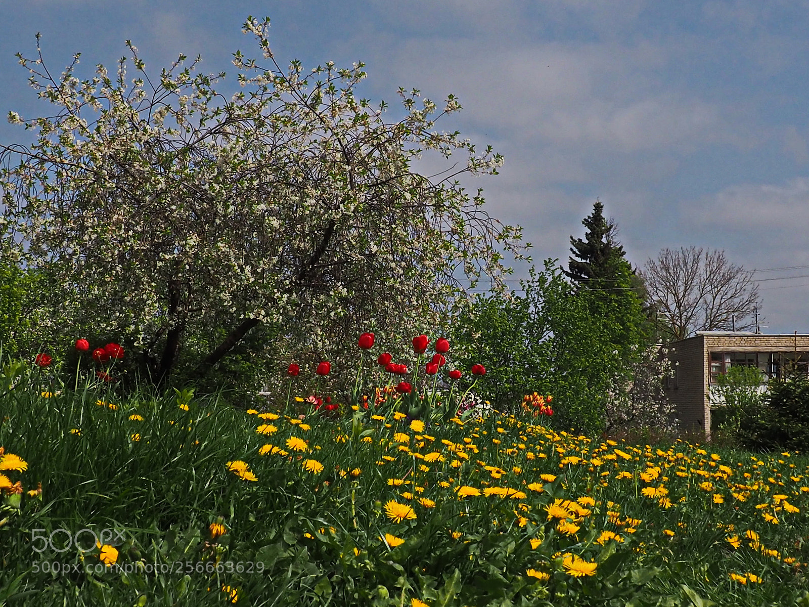 Olympus OM-D E-M10 II sample photo. Great may photography