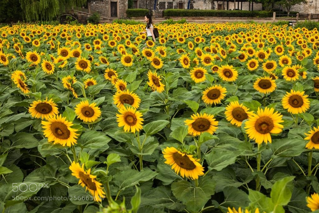 Canon EOS 5D Mark II sample photo. Untitled photography