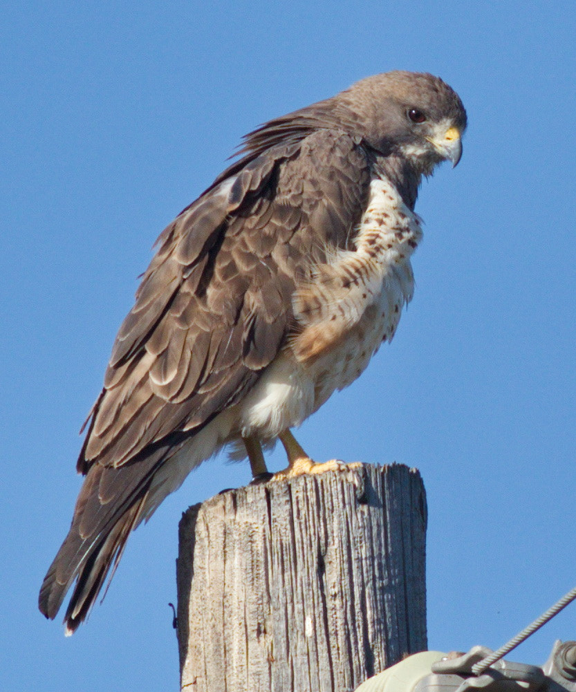 Canon EF 400mm F5.6L USM sample photo. Morning light photography