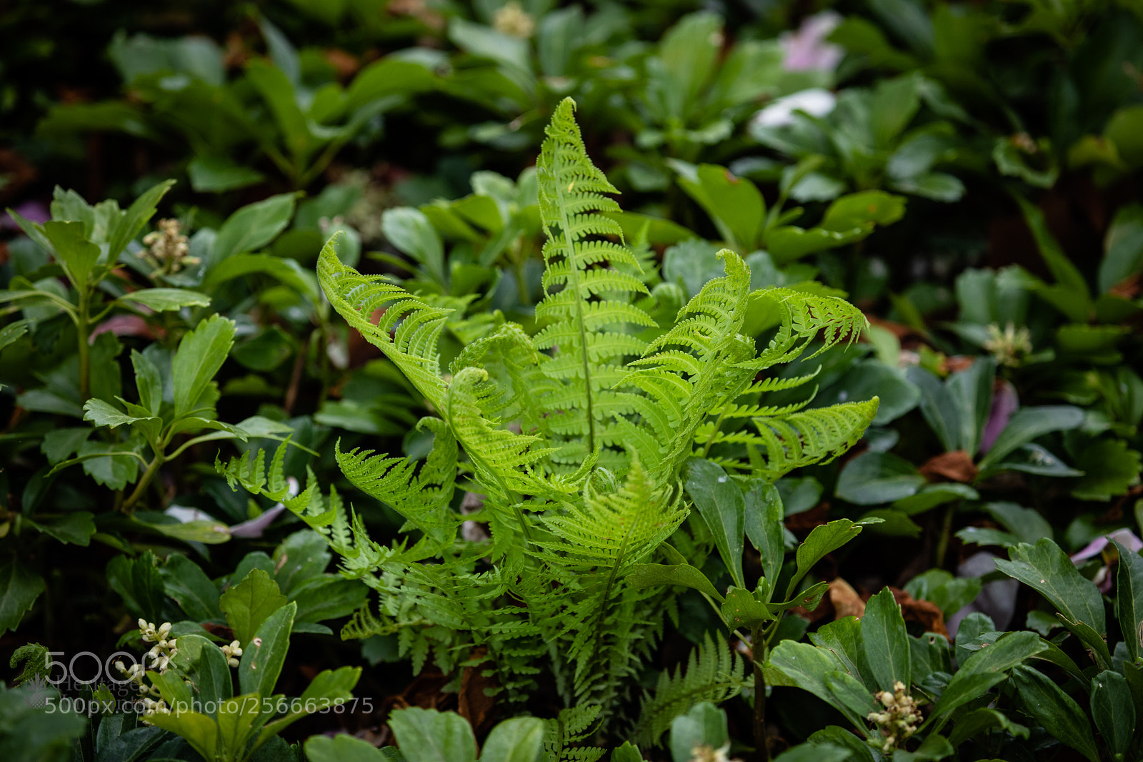Canon EOS 5D Mark IV sample photo. Young fern among pachysandra photography