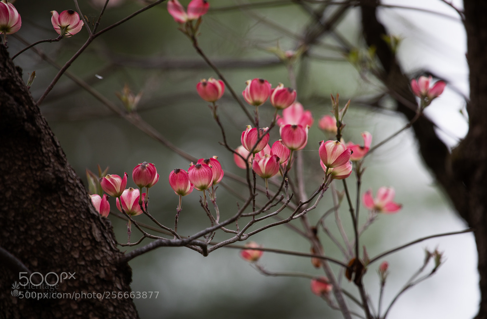 Canon EOS 5D Mark IV sample photo. Dogwood photography