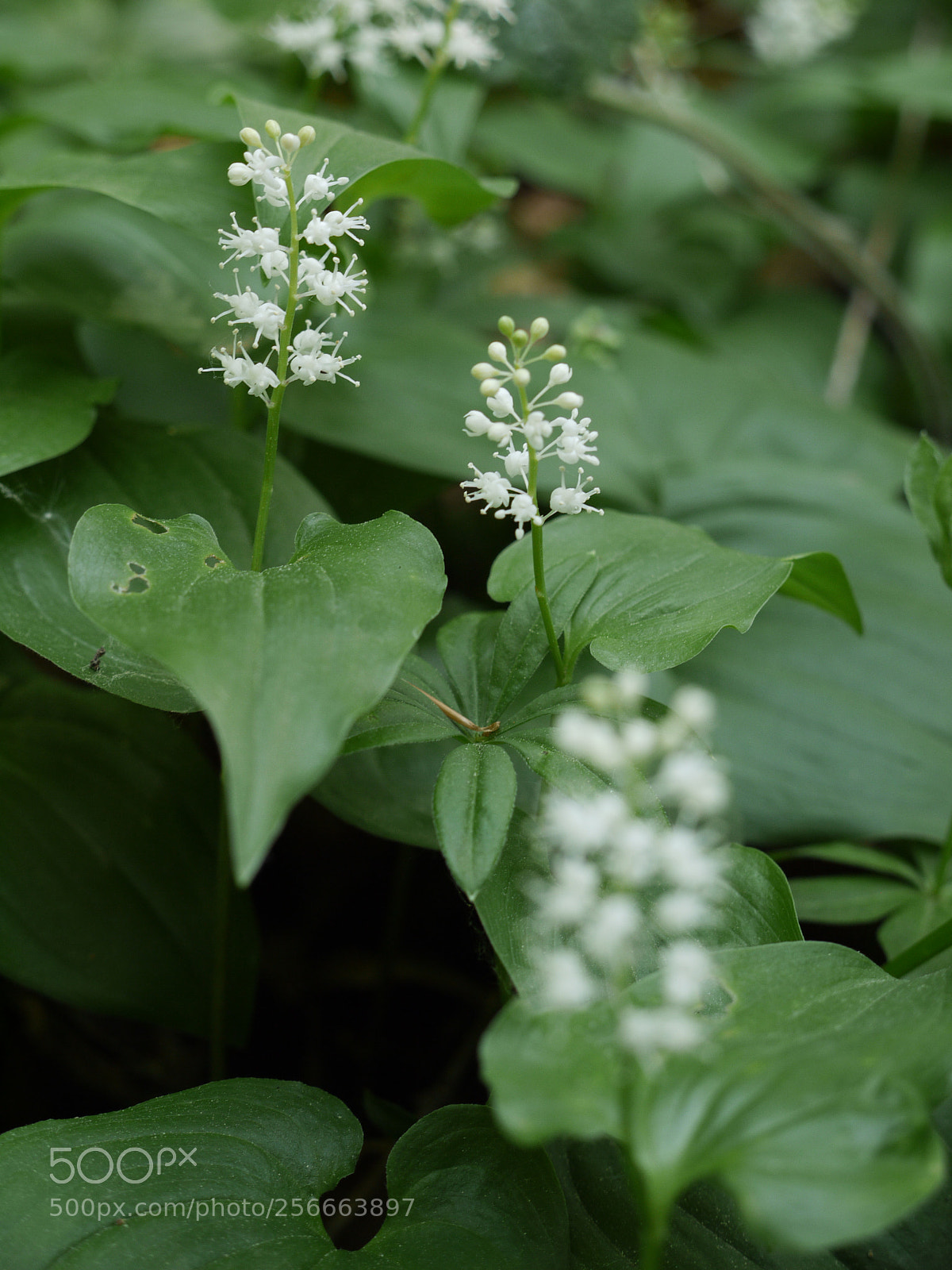 Panasonic Lumix DMC-G1 sample photo. Forest aroma photography