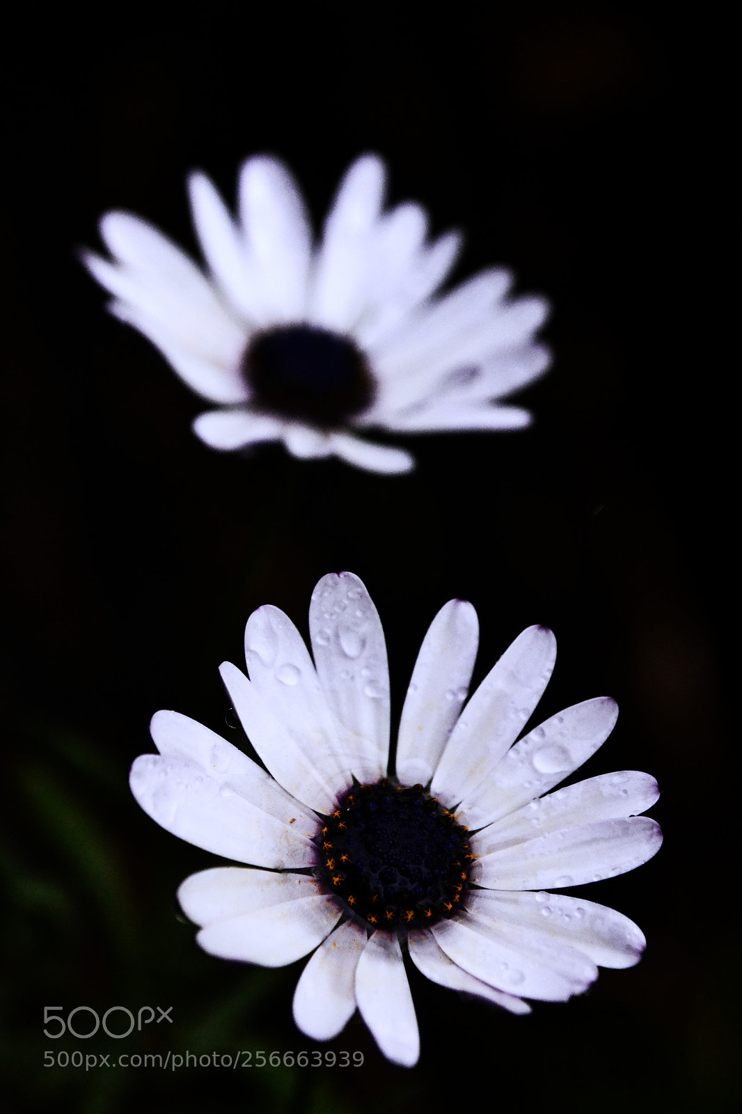 Nikon D3100 sample photo. Dupleta photography