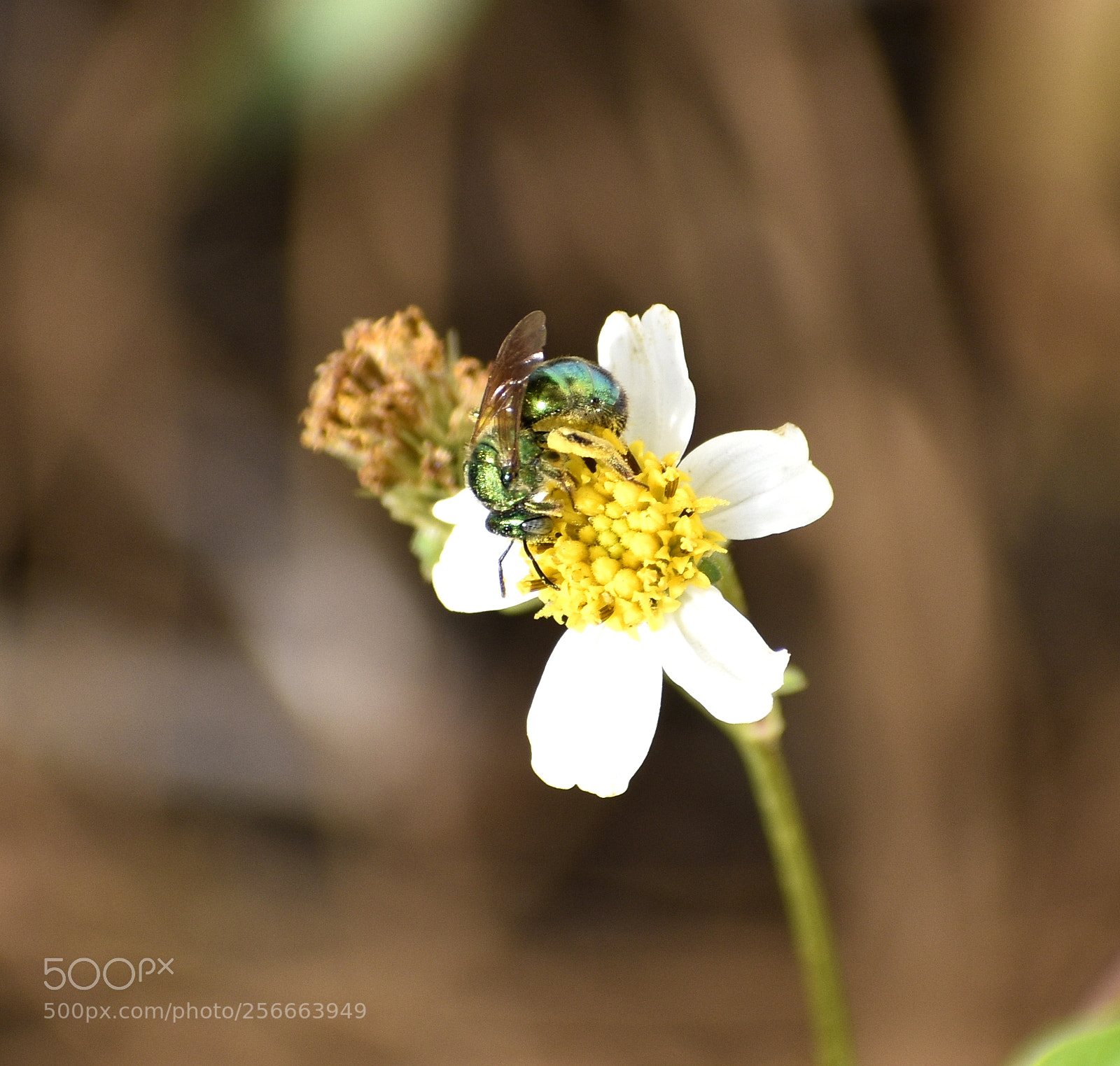 Nikon D5500 sample photo. Green bee on biden's photography
