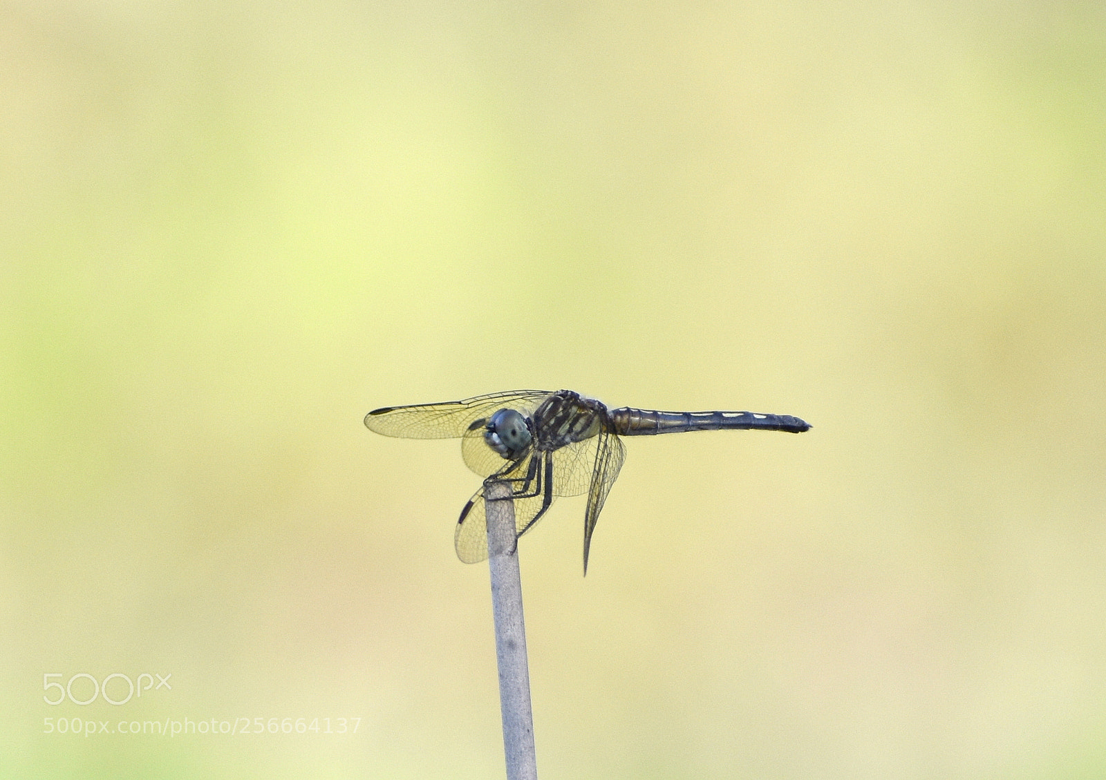 Nikon D5500 sample photo. Dragonfly photography