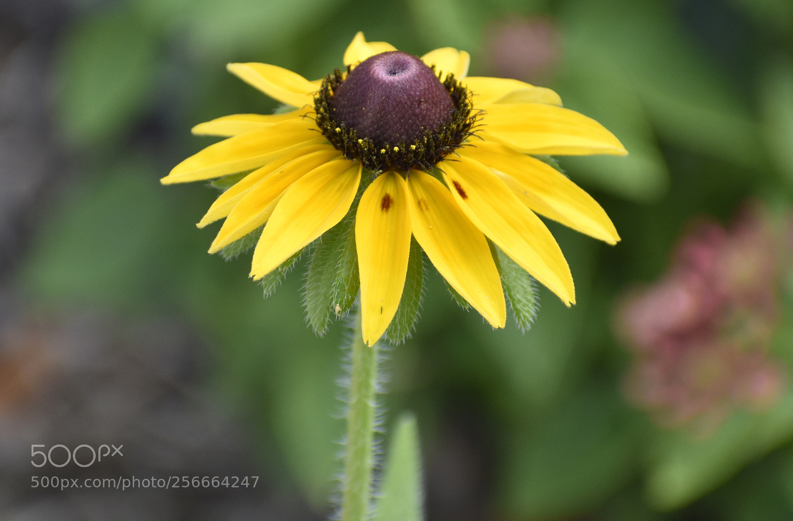 Nikon D5500 sample photo. Coneflower photography