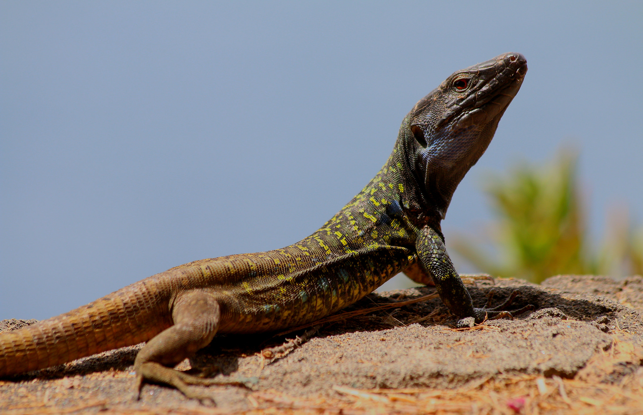 Canon EF 70-300mm F4-5.6 IS USM sample photo. Img photography