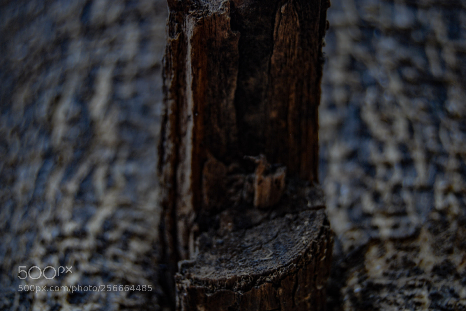 Nikon D40X sample photo. Broken photography