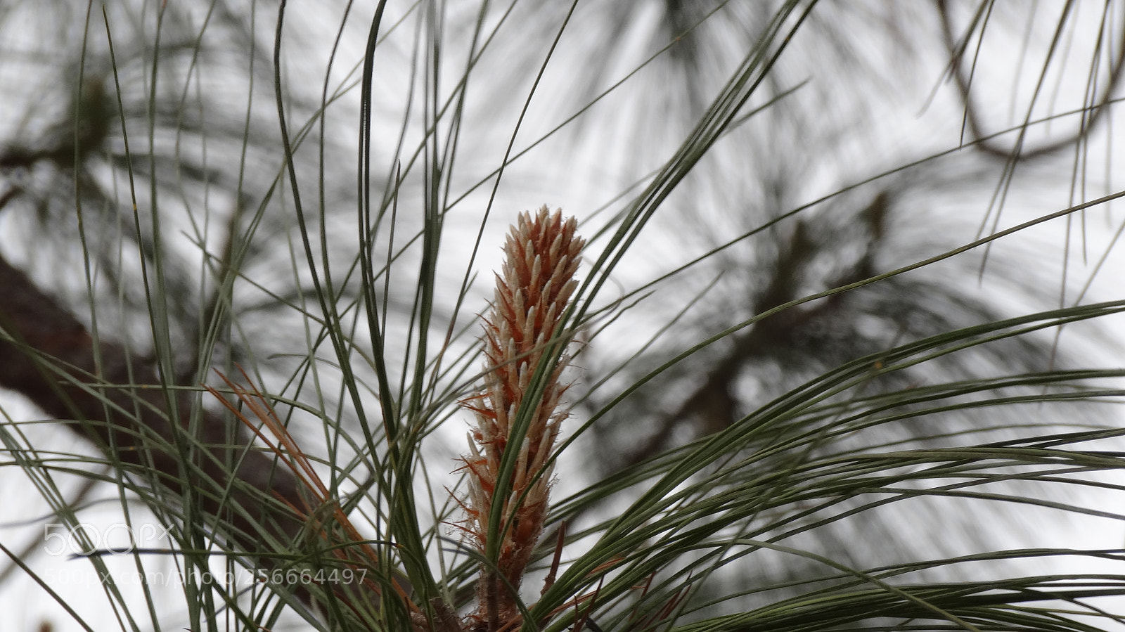 Sony Cyber-shot DSC-HX20V sample photo. Inmiscudo photography